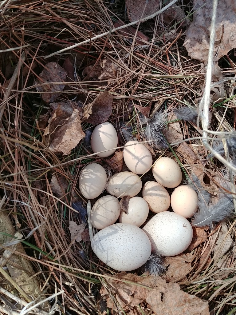 grouse and turkey eggs